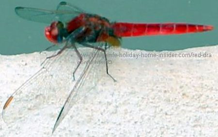 red dragonfly flying